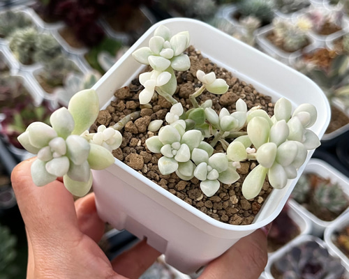 90b5fafbe5bbf57be4a5650b7243b8