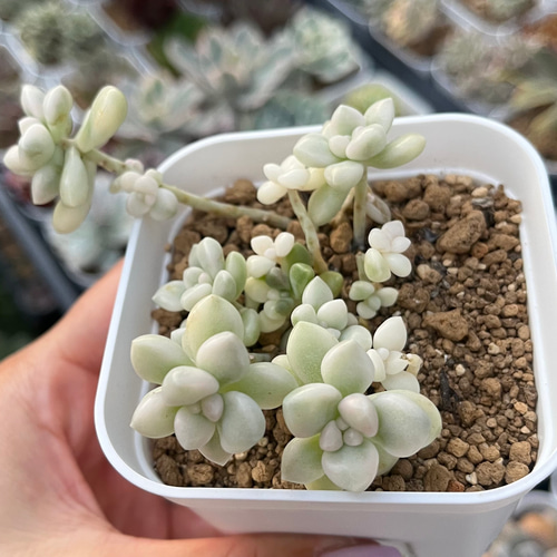 SOLD だるま姫秀麗錦 厳選韓国苗 多肉 抜き苗 ネームタグ付き 多肉植物