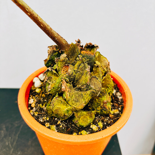 リュウビンタイ インテリアポット入り INORGANIC リュウビンタイ