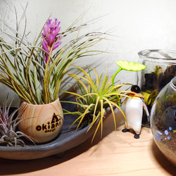 ヒノキが香る木製カップ　フンボルトペンギン 9枚目の画像