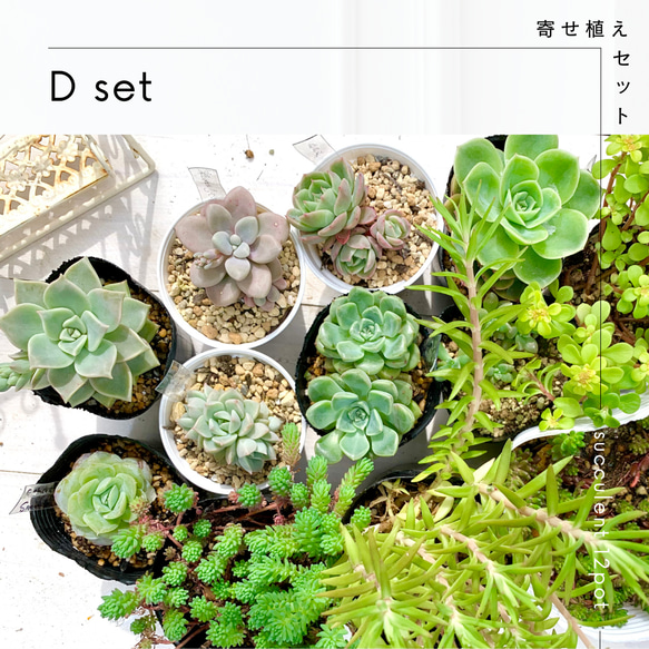 売却済み3/12札落ち(抜き苗)多肉植物 売却済み3/12札落ち(抜き苗)多肉植物 【公式通販】