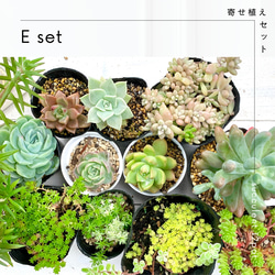 多肉植物　韓国苗　ポトシナ　発根済み 多肉植物 韓国苗 ポトシナ 発根済み - メルカリ