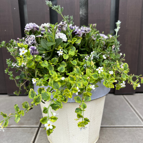母の日にも♪ 寄せ植え　花■ペチュニアの寄せ植え 母の日に＊八重咲きペチュニアの大人ピンク寄せ植え | hananokoya*gnome