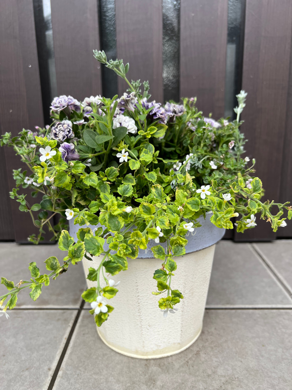 母の日のプレゼントにも♪ 寄せ植え　花■ペチュニアの寄せ植え 7枚目の画像