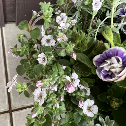 母の日にも♪ 寄せ植え花□ペチュニアの寄せ植え