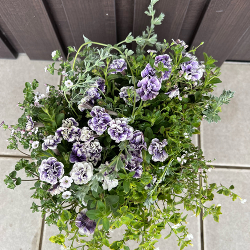 母の日にも♪ 寄せ植え　花■ペチュニアの寄せ植え 母の日にも♪ 寄せ植え花□ペチュニアの寄せ植え