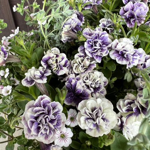母の日にも♪ 寄せ植え　花■ペチュニアの寄せ植え 母の日にも♪ 寄せ植え花□ペチュニアの寄せ植え