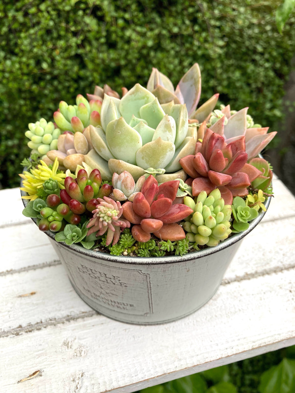 受注制作］ホールケーキのような 多肉植物寄せ植え おしゃれポット