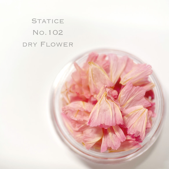 スターチス　NO.102　Statice　チース　ピンク　希少種 1枚目の画像