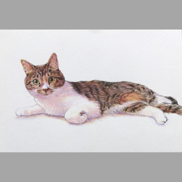 【はがき/色鉛筆細密画】ペットのリアルな似顔絵【どんな動物でも!】 4枚目の画像