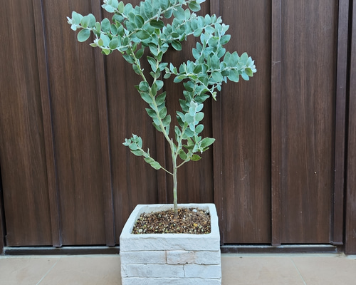 再販♡ 可愛い パールアカシア レンガ風石膏鉢植え 観葉植物 ミモザ