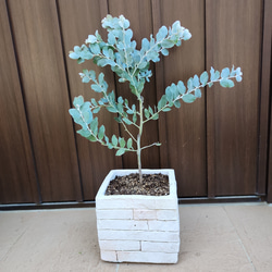 再販♡ 可愛いパールアカシア　レンガ風石膏鉢植え　観葉植物　ミモザ　シンボルツリー 7枚目の画像