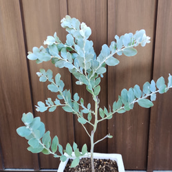 再販♡ 可愛いパールアカシア　レンガ風石膏鉢植え　観葉植物　ミモザ　シンボルツリー 2枚目の画像