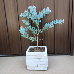 再販♡ 可愛いパールアカシア　レンガ風石膏鉢植え　観葉植物　ミモザ　シンボルツリー 1枚目の画像