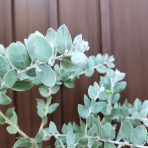 再販♡ 可愛い パールアカシア レンガ風石膏鉢植え 観葉植物