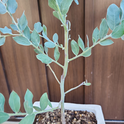 再販♡ 可愛いパールアカシア　レンガ風石膏鉢植え　観葉植物　ミモザ　シンボルツリー 4枚目の画像