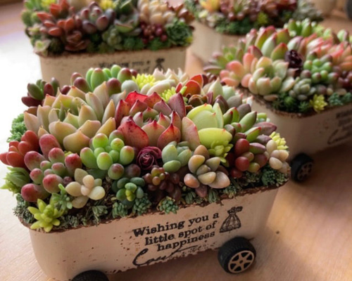 多肉植物 寄せ植え そのまま飾れる ちまちま寄せ オーダー制 多肉植物