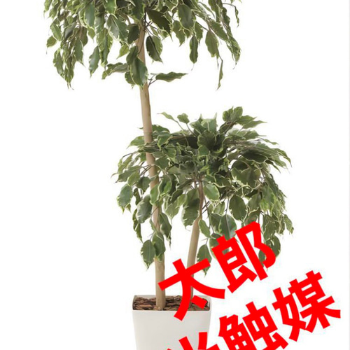 光触媒 人工観葉植物 ウォールグリーン ゴールデンフィカスダブル1.2