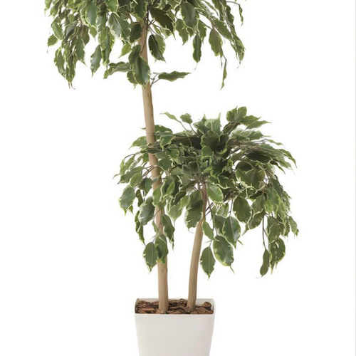 光触媒　人工観葉植物　ウォールグリーン　ゴールデンフィカスダブル1.2 光触媒 人工観葉植物 ウォールグリーン ゴールデンフィカスダブル1.2