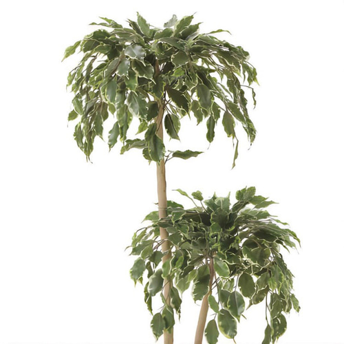 光触媒　人工観葉植物　ウォールグリーン　ゴールデンフィカスダブル1.2 光触媒 人工観葉植物 ウォールグリーン ゴールデンフィカス
