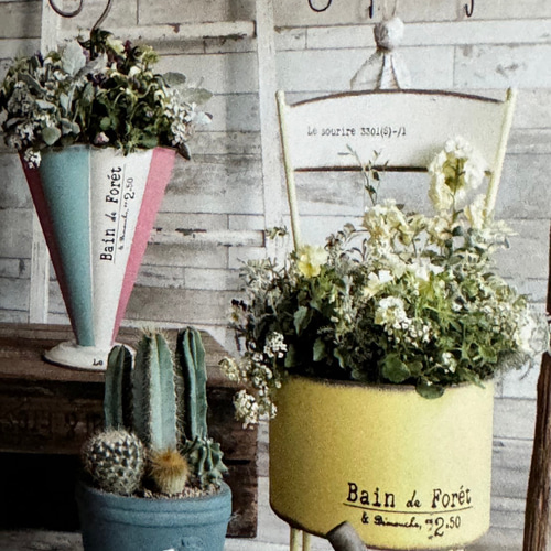 多肉植物 寄せ植え 傘｜Yahoo!フリマ（旧PayPayフリマ）