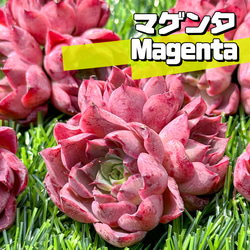 新入荷 大人気 多肉植物 エケベリア マゲンタ(Magenta) 超美苗 レア種 1枚目の画像