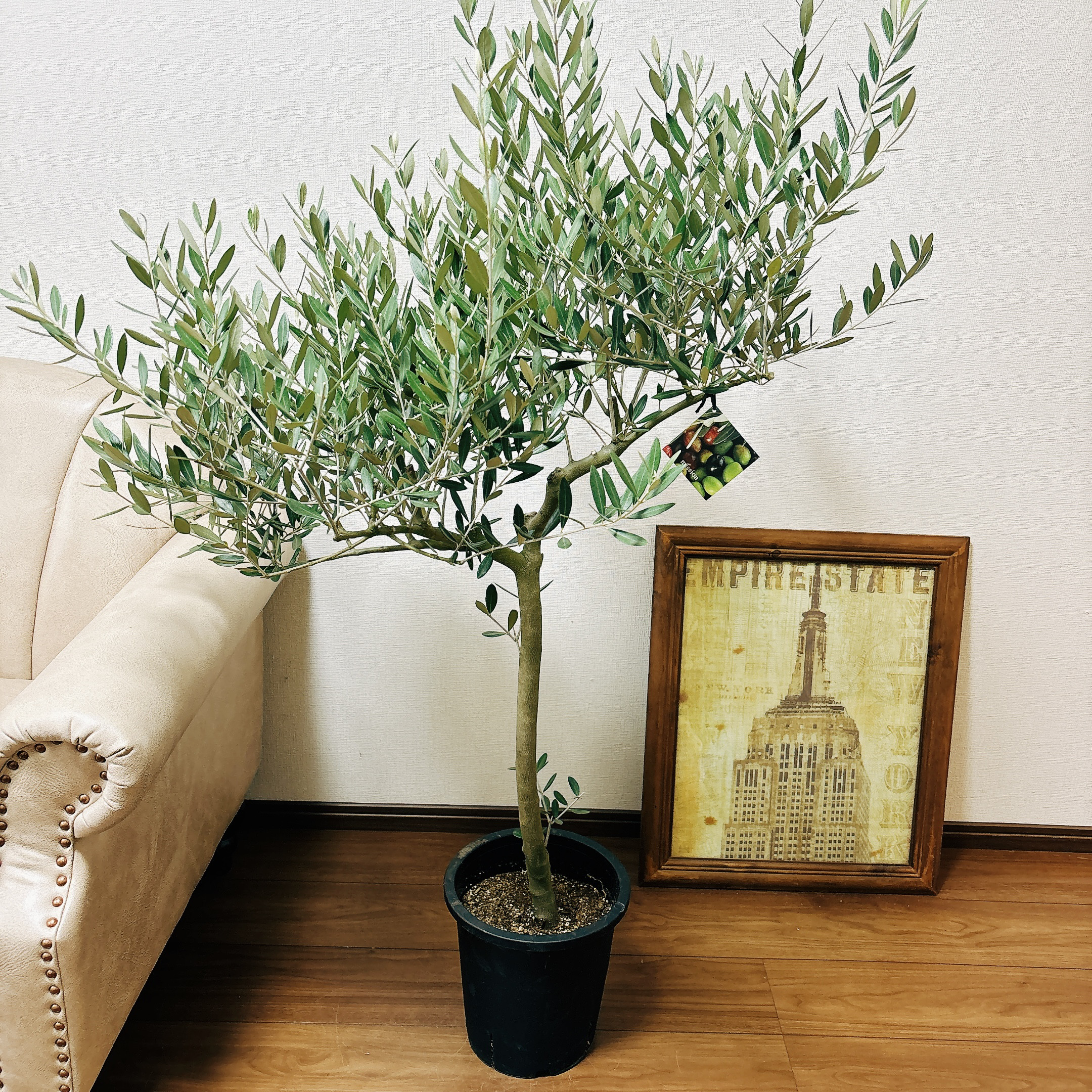 オリーブ　ペンドリノ　太幹　植物　インテリア オリーブ ペンドリノ 太幹 植物 インテリア オリーブ ペンドリノ