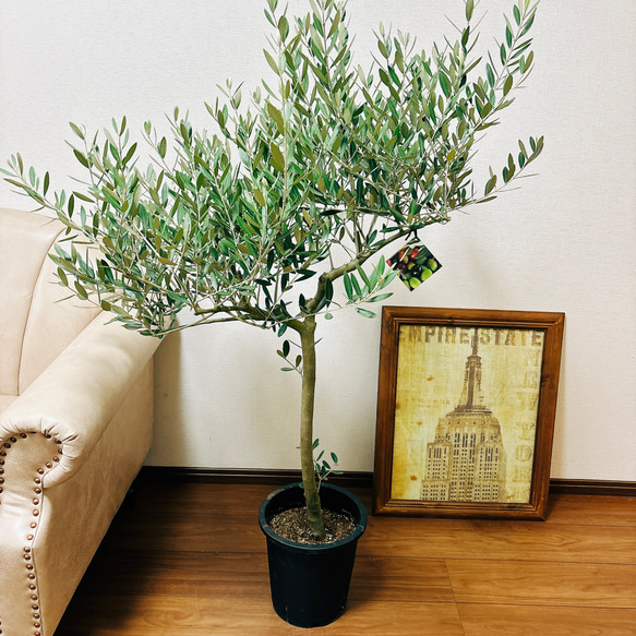 現品］1番 創樹 オリーブ ミッション 8号 観葉植物 ベランダ
