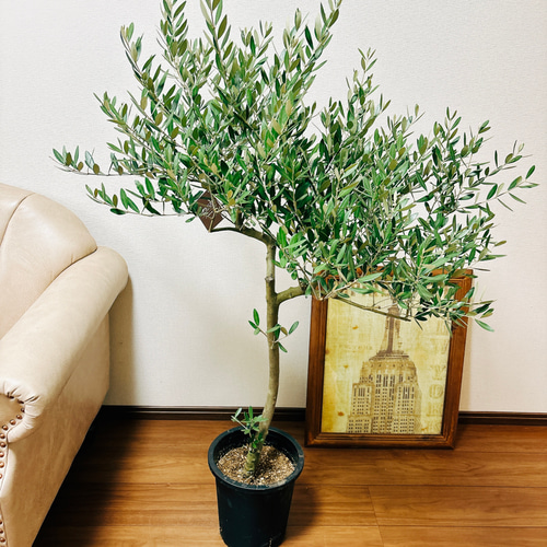現品］1番 創樹 オリーブ ミッション 8号 観葉植物 ベランダ