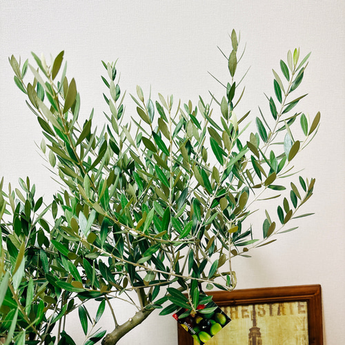 現品］1番 創樹 オリーブ ミッション 8号 観葉植物 ベランダ