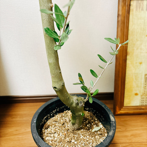 ［現品］S　創樹　オリーブ　ミッション　8号　観葉植物　大型　オリーブの木 現品］S 創樹 オリーブ ミッション 8号 観葉植物 大型 ベランダ