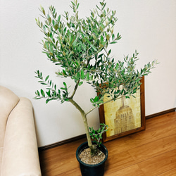 ［現品］2番　創樹　オリーブ　ミッション　8号　観葉植物　ベランダ　SOUJU 玄関　屋外　オリーブの木 おしゃれ　人気 2枚目の画像