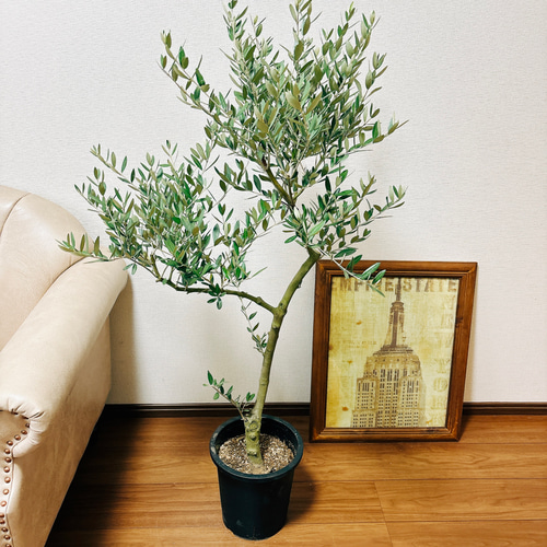 現品］2番 創樹 オリーブ ミッション 8号 観葉植物 ベランダ