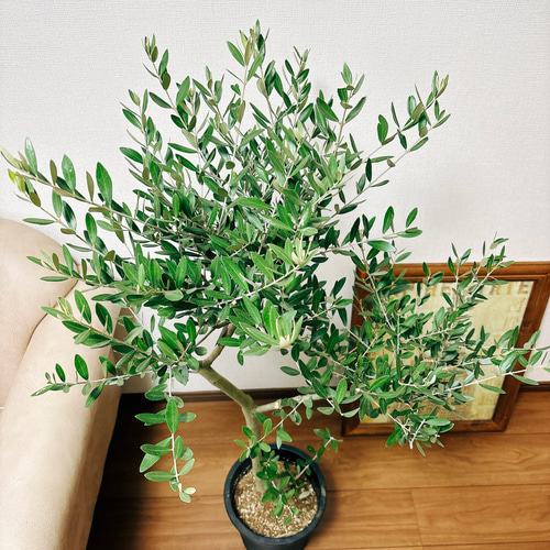 現品］2番 創樹 オリーブ ミッション 8号 観葉植物 ベランダ