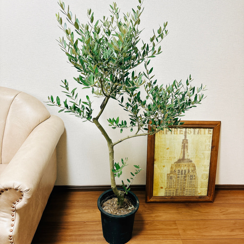 現品］2番 創樹 オリーブ ミッション 8号 観葉植物 ベランダ SOUJU