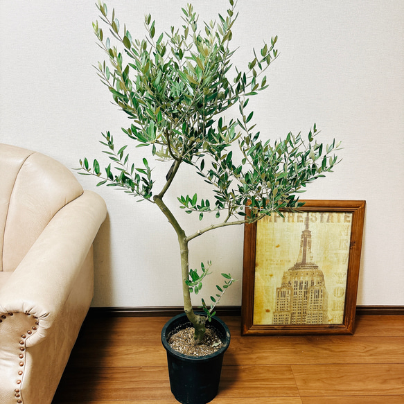 o*u様 オリーブの木,た植物/観葉植物ミッション『綺麗な樹形。全長約160㌢ 観葉植物 オリーブ 10号 ミッション ジュピター 白 付き | 観葉