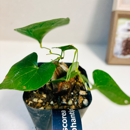 現品］1番 ディオスコレア エレファンティペス 亀甲竜 観葉植物 珍しい