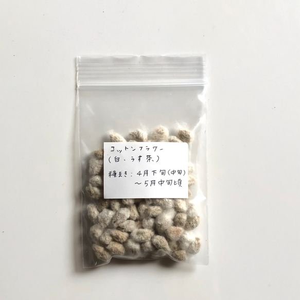 【限定】コットンフラワー (白・薄茶) 種子 80粒 ＆ ラグラス 種子 ＊ 綿花 7枚目の画像