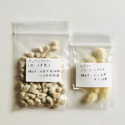 【限定】コットンフラワー (白・薄茶) 種子 80粒 ＆ ラグラス 種子 ＊ 綿花 2枚目の画像