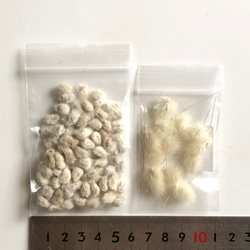 【限定】コットンフラワー (白・薄茶) 種子 80粒 ＆ ラグラス 種子 ＊ 綿花 3枚目の画像
