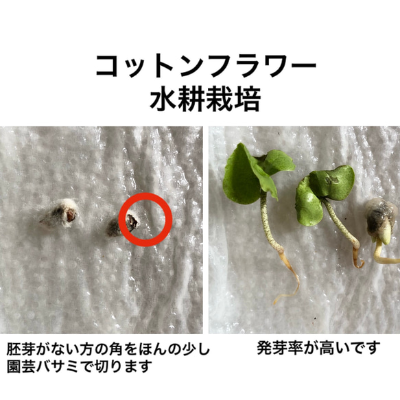 【限定】コットンフラワー (白・薄茶) 種子 80粒 ＆ ラグラス 種子 ＊ 綿花 4枚目の画像