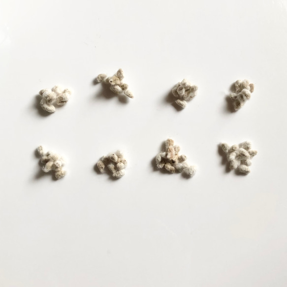 【限定】コットンフラワー (白・薄茶) 種子 80粒 ＆ ラグラス 種子 ＊ 綿花 8枚目の画像