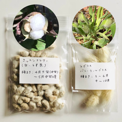 【限定】コットンフラワー (白・薄茶) 種子 80粒 ＆ ラグラス 種子 ＊ 綿花 1枚目の画像