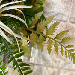 光触媒　人工観葉植物　ウォールグリーン　フェイクグリーン　壁掛けモンステラ 11枚目の画像