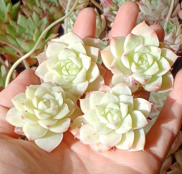 多肉植物ヘラクレス◇抜き苗◇