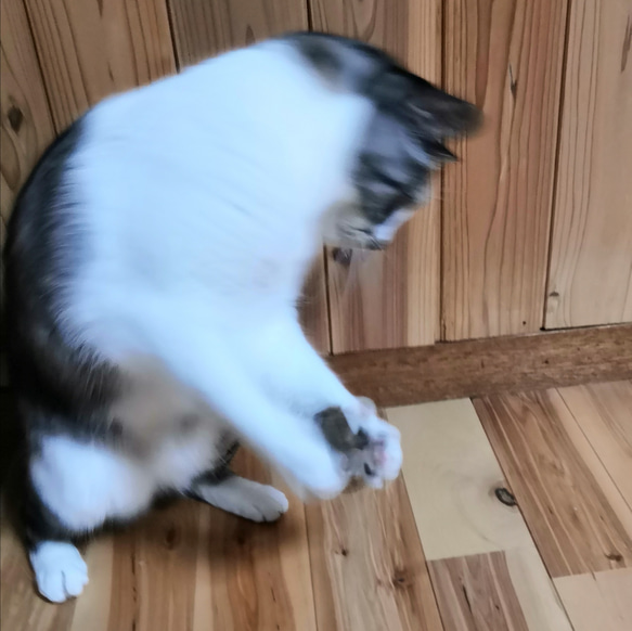 羊毛フェルトの猫のおもちゃ　ちょっと大きい猫ボール　ライトグレイ 9枚目の画像