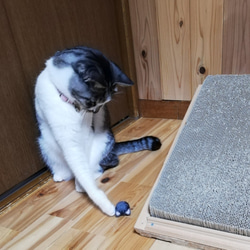 羊毛フェルトの猫のおもちゃ　猫ボール　白猫、ライトグレーハチワレ猫 7枚目の画像