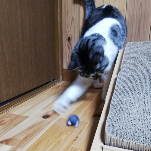 羊毛フェルトの猫のおもちゃ 猫ボール 白猫、ミケ猫 おもちゃ・ペット