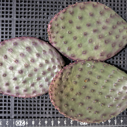 多肉植物　オプンチア サンタリタ　ウチワサボテン　1枚 2枚目の画像