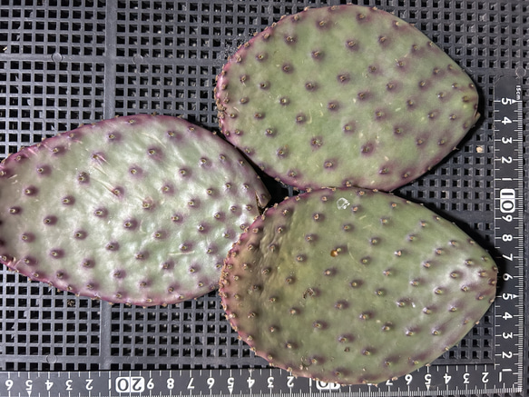 多肉植物　オプンチア サンタリタ　ウチワサボテン　1枚 2枚目の画像